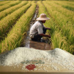 arroz-blanco-tailandia.jpg